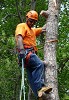 Kimball Tree Trimming Service